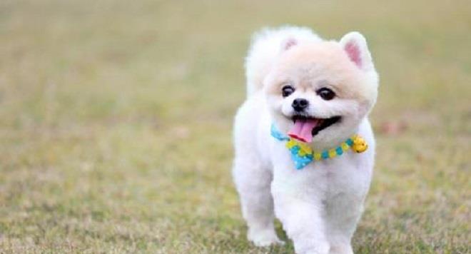 How to train a beautiful puppy
